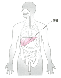 肝臓の位置